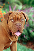 PUP 14 RC0007 01
Head Shot Of Bullmastiff Puppy