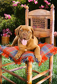 PUP 14 RC0008 01
Bullmastiff Puppy Laying On Blanket On Chair In Garden