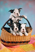 PUP 14 RC0010 01
Portrait Of Three Boston Terrier Puppies Sitting In A Basket