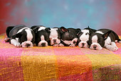 PUP 14 RC0012 01
Portrait Of Six Boston Terrier Puppies Sleeping On A Blanket