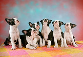 PUP 14 RC0013 01
Portrait Of Six Boston Terrier Puppies Looking Up Studio