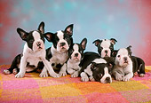 PUP 14 RC0015 01
Portrait Of Six Boston Terrier Puppies Huddling On A Blanket