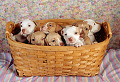 PUP 14 RC0017 01
Portrait Of Seven American Pit Bull Terrier Puppies Sitting In Basket Studio