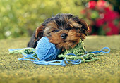 PUP 14 RC0018 01
Portrait Of Yorkshire Terrier Puppy Resting On Ball Of Yarn