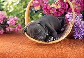 PUP 14 RC0019 01
Portrait Of American Staffordshire Terrier (Pit Bull) Puppy Sleeping In Basket By Flowers