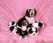 PUP 14 RK0003 02
Ashlyn Tibetan Terrier With Mom And Pups Sitting On Pink Quilt
