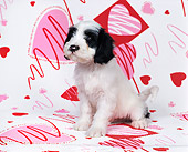 PUP 14 RK0010 02
Ashlyn Tibetan Terrier Laying On Valentine Hearts