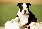 PUP 14 RK0021 01
Boston Terrier Puppy Sitting On White Picket Fence