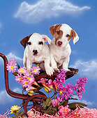PUP 14 RK0030 06
Two Jack Russell Terrier Puppies Sitting On Wicker Stroller By Flowers Studio