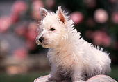 PUP 14 RK0040 02
West Highland White Terrier Puppy Sitting On Pillow Pink Flowers Background