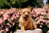 PUP 14 RK0046 01
Cairn Terrier Puppy Sitting On Pillow