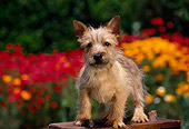 PUP 14 RK0048 02
Cairn Terrier Puppy Standing On Wooden Bench Red And Yellow Flowers In Background