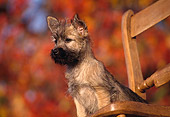 PUP 14 RK0051 01
Cairn Terrier Puppy Sitting On Chair Fall Colored Leaves Background