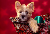 PUP 14 RK0053 08
Cairn Terrier Puppy Sitting In Basket With Christmas Decorations Red Star Background