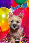 PUP 14 RK0055 04
Cairn Terrier Puppy Standing Surrounded By Balloons Facing Camera