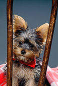 PUP 14 RK0062 01
Close-Up Of Miniature Yorkshire Terrier Puppy Sitting On Chair Studio
