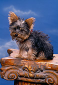 PUP 14 RK0064 01
Mini Yorkshire Standing On Pillar Blue Sky Background Facing Camera