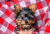 PUP 14 RK0066 01
Head Shot Of Miniature Yorkshire Terrier Puppy Laying On Gingham Blanket Facing Camera