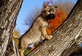 PUP 14 RK0074 04
Cairn Terrier Puppy Standing In Tree
