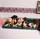 PUP 14 RS0001 08
A Group Of American Pit Bull Terrier Puppies In Bathtub