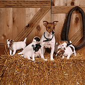 PUP 14 RS0009 02
Jack Russell Terrier Adult And Puppies On Hay In Barn