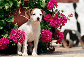 PUP 14 SS0003 01
Jack Russell Terrier Puppy Standing By Pink Flowers