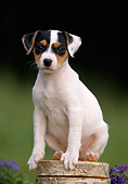 PUP 14 SS0005 01
Jack Russell Terrier Puppy Sitting On Wood Pile
