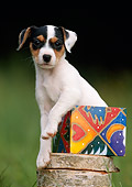 PUP 14 SS0006 01
Jack Russell Terrier Puppy Sitting On Wood Pile With Colorful Box