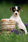 PUP 14 SS0007 01
Jack Russell Terrier Puppy Standing With Paws On Wood Pile In Grass