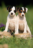 PUP 14 SS0008 01
Jack Russell Terrier Puppies Standing With Paws On Wood Pile In Grass