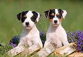 PUP 14 SS0009 01
Jack Russell Terrier Puppies Sitting By Wood Pile In Grass