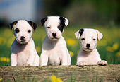PUP 14 SS0011 01
Jack Russell Terrier Puppies Sitting By Log In Grass