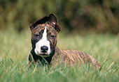 PUP 14 SS0016 01
Bull Terrier Puppy Laying In Grass