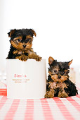 PUP 14 YT0001 01
Yorkshire Terrier Puppies Sitting On Kitchen Table