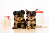 PUP 14 YT0002 01
Yorkshire Terrier Puppies Sitting On Kitchen Table