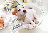 PUP 14 YT0004 01
Jack Russell Terrier Puppy Laying In Colander