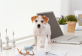 PUP 14 YT0005 01
Jack Russell Terrier Puppy Standing On White Desk