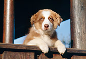 PUP 15 CB0002 01
Australian Shepherd Puppy Leaning On Wooden Rail