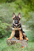 PUP 15 CB0012 01
German Shepherd Puppy Sitting On Stump