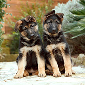 PUP 15 CB0016 01
Two German Shepherd Puppies Sitting By Plants
