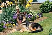 PUP 15 CE0044 01
German Shepherd Puppy Laying On Grass By Garden