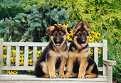 PUP 15 CE0045 01
German Shepherd Puppies Sitting On Bench
