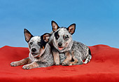 PUP 15 FA0001 01
Australian Cattle Dog Puppies Laying On Red Blanket