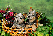 PUP 15 FA0002 01
Australian Cattle Dog Puppies Sitting In Basket