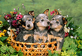 PUP 15 FA0003 01
Australian Cattle Dog Puppies Sitting In Basket