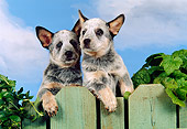 PUP 15 FA0004 01
Australian Cattle Dog Puppies Looking Over Green Fence