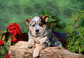 PUP 15 FA0005 01
Australian Cattle Dog Puppy Laying On Log By Red Flowers