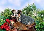 PUP 15 FA0006 01
Australian Cattle Dog Puppy Laying On Saddle