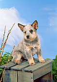 PUP 15 FA0007 01
Australian Cattle Dog Puppy Sitting On Box
