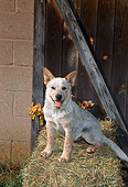 PUP 15 FA0008 01
Australian Cattle Dog Puppy Sitting On Hay Bale